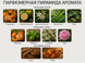 Aqua Allegoria Mandarine Basilic GRAAMB foto 3